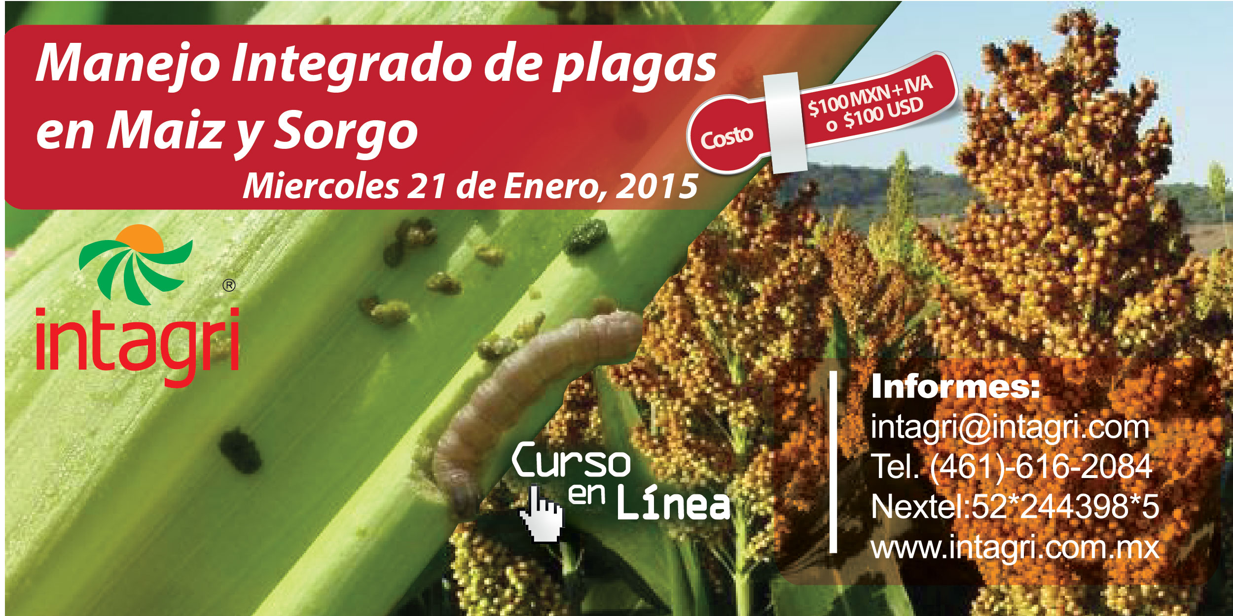 Curso Virtual Manejo Integrado De Plagas En Maíz Y Sorgo Enero 2015 Inicio Intagri Sc 3927